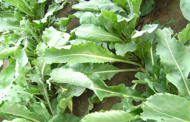 板藍根種植效益和種植前景 板藍根種植方法