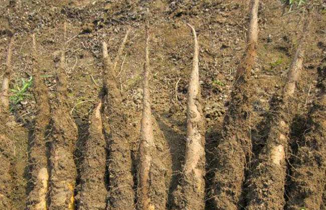 山藥的種植-山藥圖片 山藥怎么種