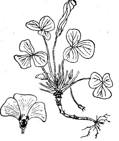 紅花酢漿草繁殖、栽培與管理 紅花酢漿草的繁殖方法