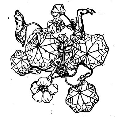 金蓮花的繁殖和栽培方法 金蓮花的繁殖方法