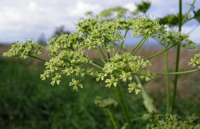 白芷種植時間是什么時候 白芷種植方法