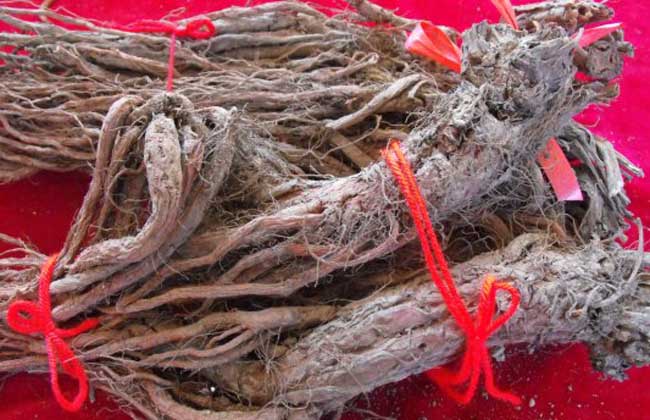 丹參的功效與作用