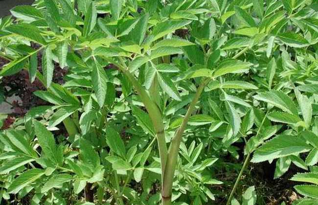 白芷圖片 白芷的資料