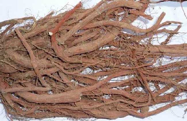 丹參能泡酒嗎？