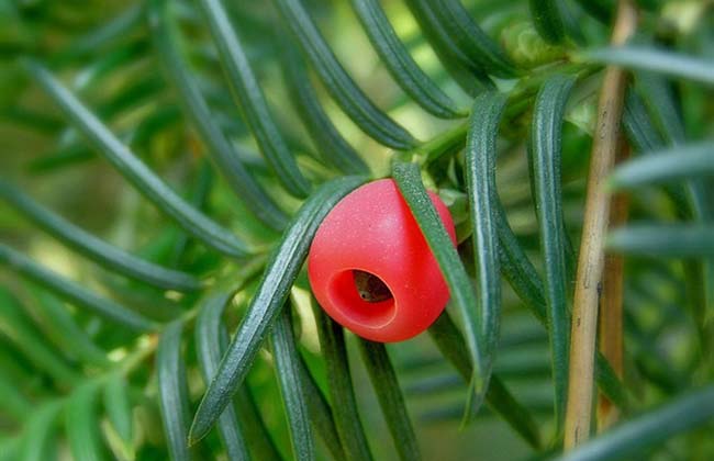 紅豆杉果實的功效與作用 紅豆杉的功效與作用
