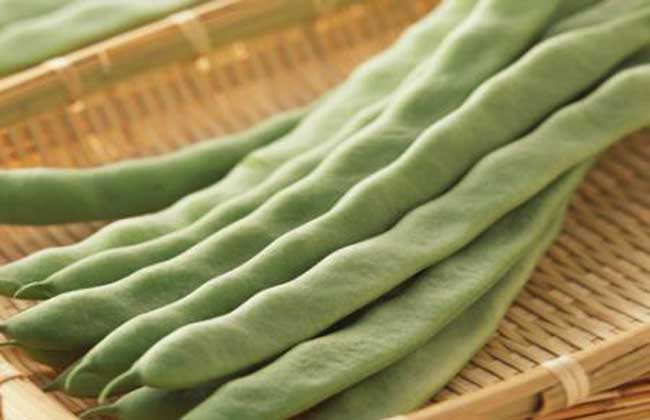 四季豆種植管理