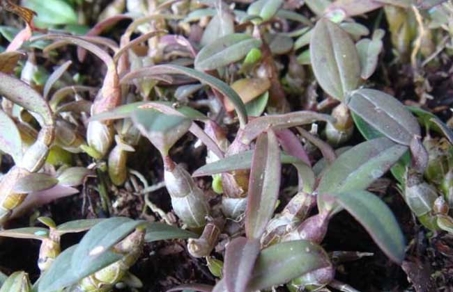 鐵皮石斛的種植前景 鐵皮石斛種植