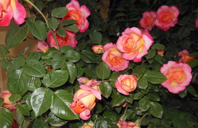 月季病蟲(chóng)害防治技術(shù)