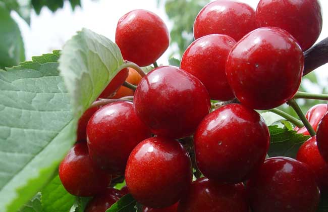 果樹品種知識(shí)