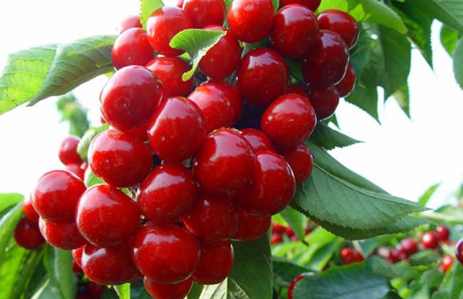 孕婦能吃車?yán)遄訂幔? width= 生活常識