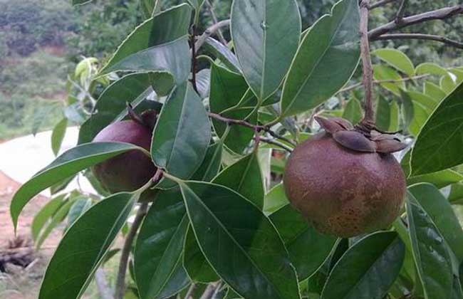 楊梅樹種植幾年結果? 楊梅種植管理方法
