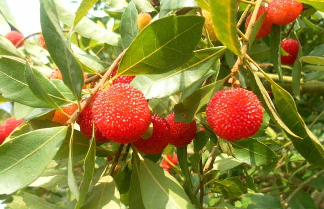 楊梅蟲可以吃嗎? 楊梅 蟲子