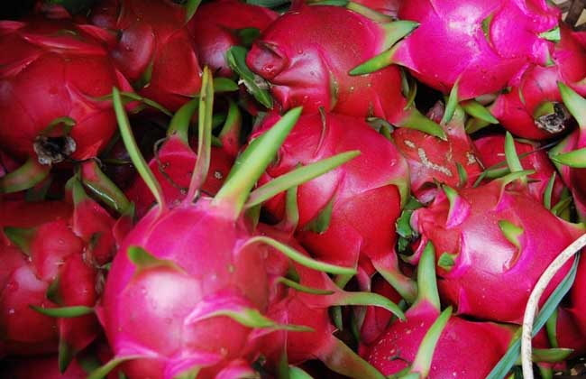 火龍果減肥法的有效吃法 火龍果施肥技術(shù)