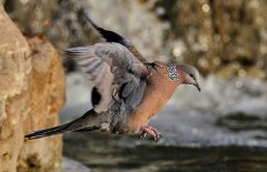 斑鳩的種類有哪些？