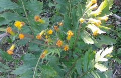 土三七和三七的區(qū)別有哪些？