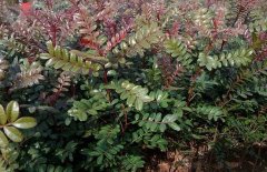 清香木真能驅(qū)蚊嗎？