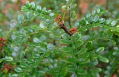 清香木與胡椒木的區(qū)別有哪些？