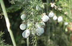 文竹的種子怎么種？