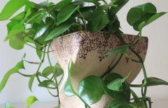 綠蘿能吸甲醛嗎？