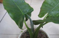 滴水觀音的作用有哪些？