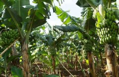 香蕉什么時候吃最好？