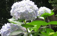 繡球花可以放在室內(nèi)嗎？繡球花適合放在哪里？