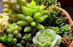 有毒的多肉植物有哪些？