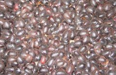 土元養(yǎng)殖－土元圖片