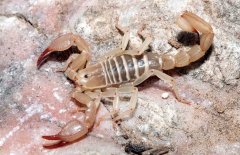 蝎子價(jià)格多少錢一斤，蝎子人工養(yǎng)殖前景如何？