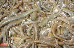 水蛭有32個(gè)大腦是真的嗎？