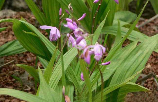 土白芨的常見選方 白芨的知識