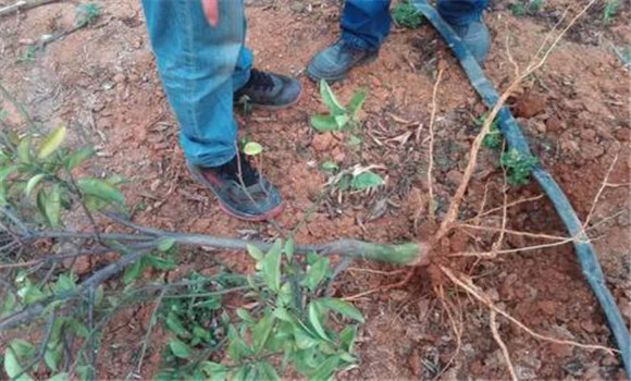 挖除病樹，徹底清除病源