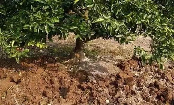 開溝排漬，中耕松土