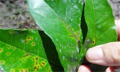 無(wú)核黃皮炭疽病發(fā)生規(guī)律與防治辦法