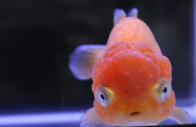 金魚怎么養(yǎng)