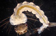 蚊子的幼蟲是什么？蚊子的發(fā)育過程簡介