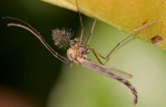 蚊子如何過(guò)冬？