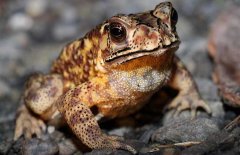 蛇吃蟾蜍嗎？