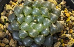 冰燈玉露的花語是什么？