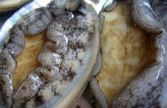 鮑魚多少錢一斤，鮑魚的等級如何劃分？