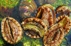 鮑魚(yú)的營(yíng)養(yǎng)價(jià)值有哪些，適宜哪些人群食用