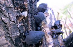 黑木耳的等級(jí)分類標(biāo)準(zhǔn)，選購(gòu)黑木耳的注意事項(xiàng)