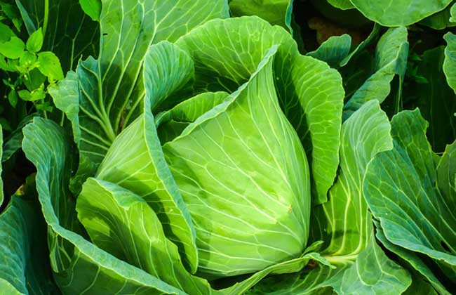卷心菜品種及圖片大全 卷心菜品種知識
