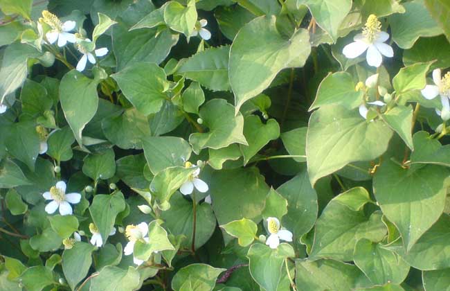 圖片 怎么養(yǎng)