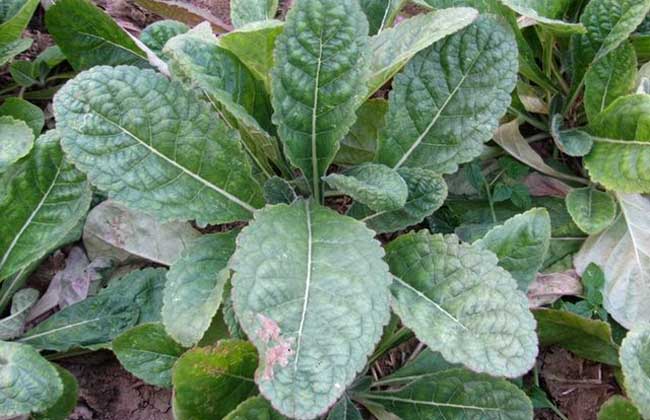 地黃圖片 地黃的資料