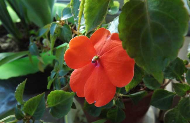 鳳仙花的養(yǎng)殖方法