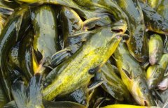 黃顙魚的營養(yǎng)價值、醫(yī)療功效與適宜人群簡介