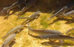 青魚的壽命有多長，其生長周期是多長時間