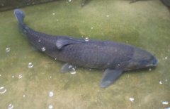 青魚吃什么食物？青魚的飼料建議配方