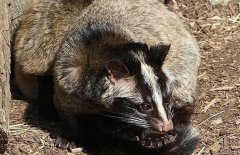 果子貍要養(yǎng)多久才能性成熟？